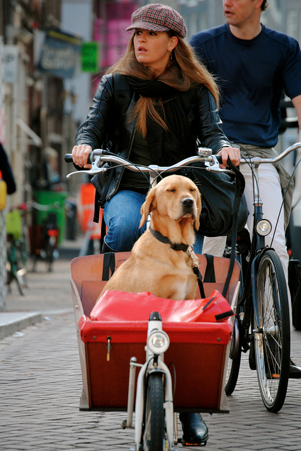 cycling with dogs